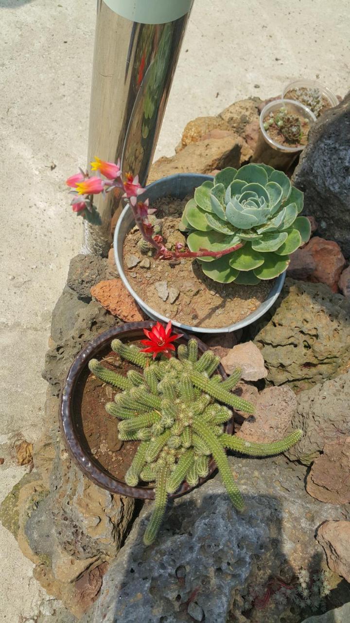 Jeju Mermuri Yerye-dong Exterior foto